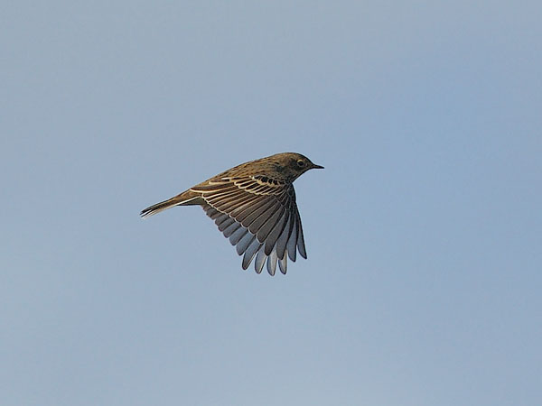 Niittykirvinen, Meadow Pipit, Anthus pratensis
